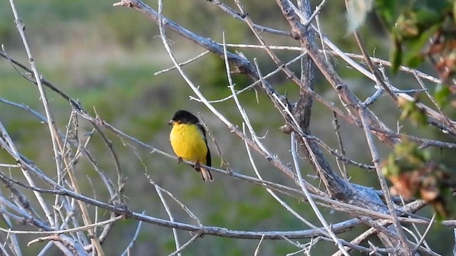 Lesser Goldfinch - ML619738217