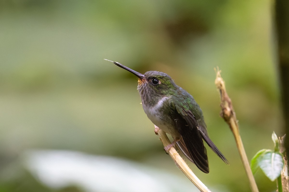 Colibrí Colipinto Ecuatoriano - ML619738220