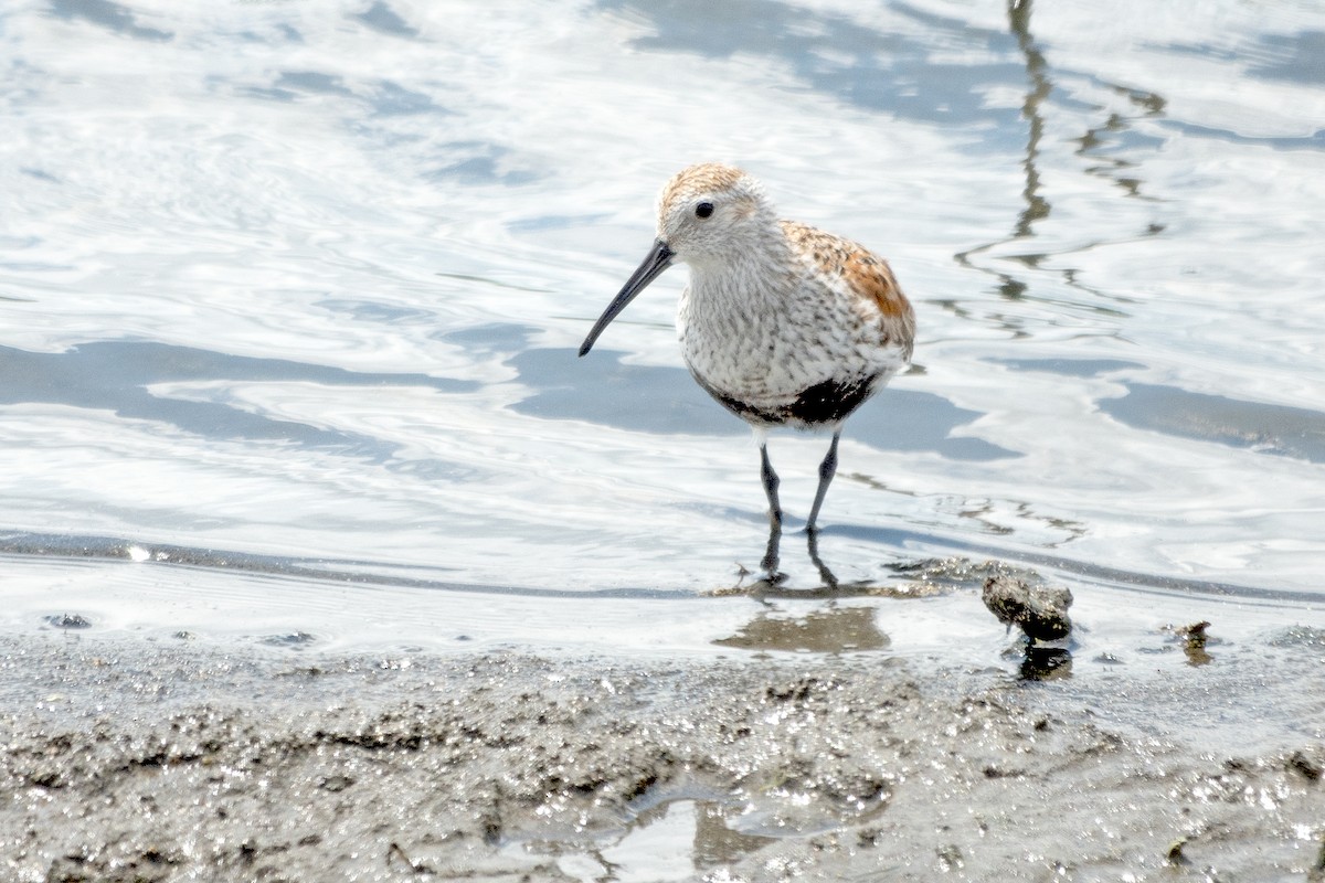 Dunlin - ML619738225