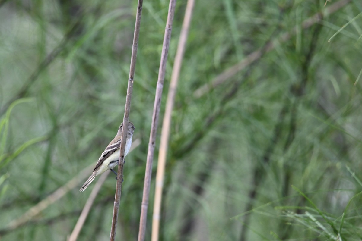 Alder/Willow Flycatcher (Traill's Flycatcher) - ML619738226