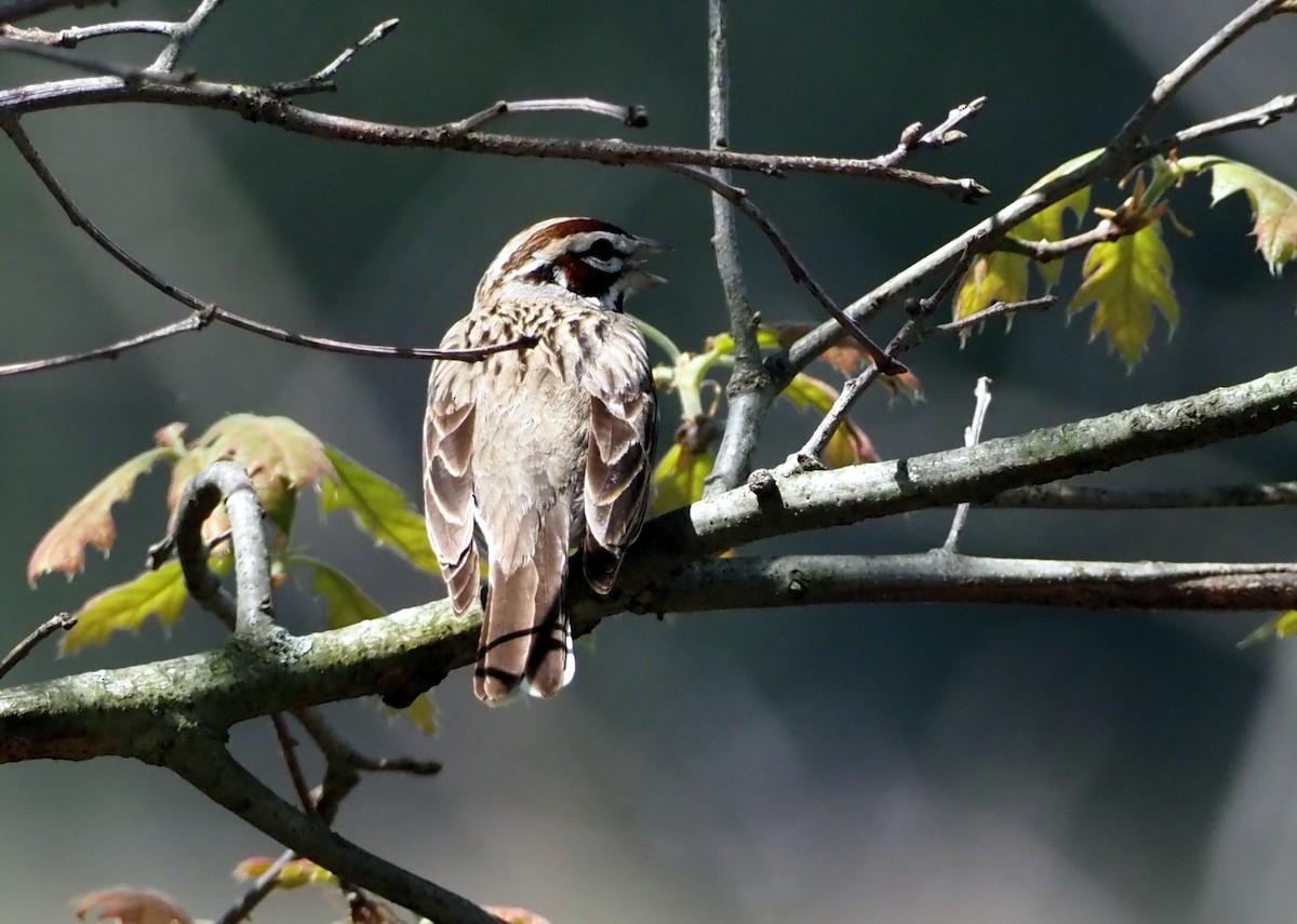 Lark Sparrow - ML619738236