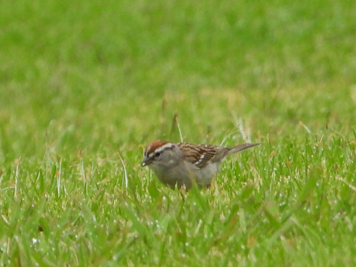 Chipping Sparrow - ML619738245