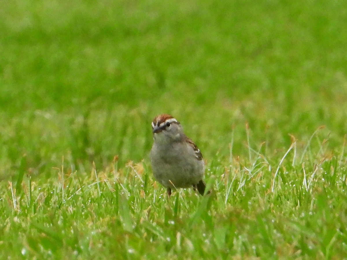 Chipping Sparrow - ML619738246