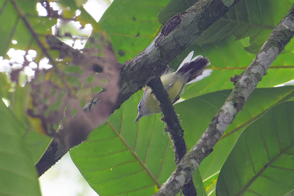 Rusty-winged Antwren - ML619738247