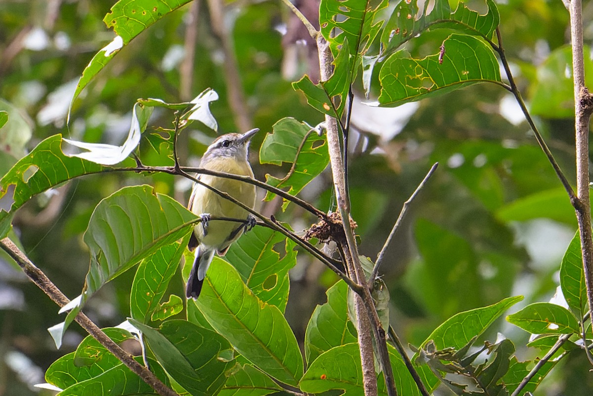 Rusty-winged Antwren - ML619738248