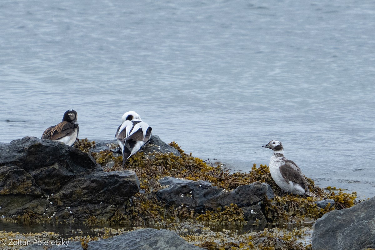 Long-tailed Duck - ML619738258