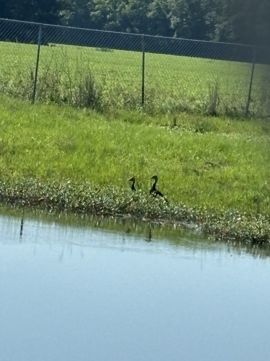 Black-bellied Whistling-Duck - ML619738268