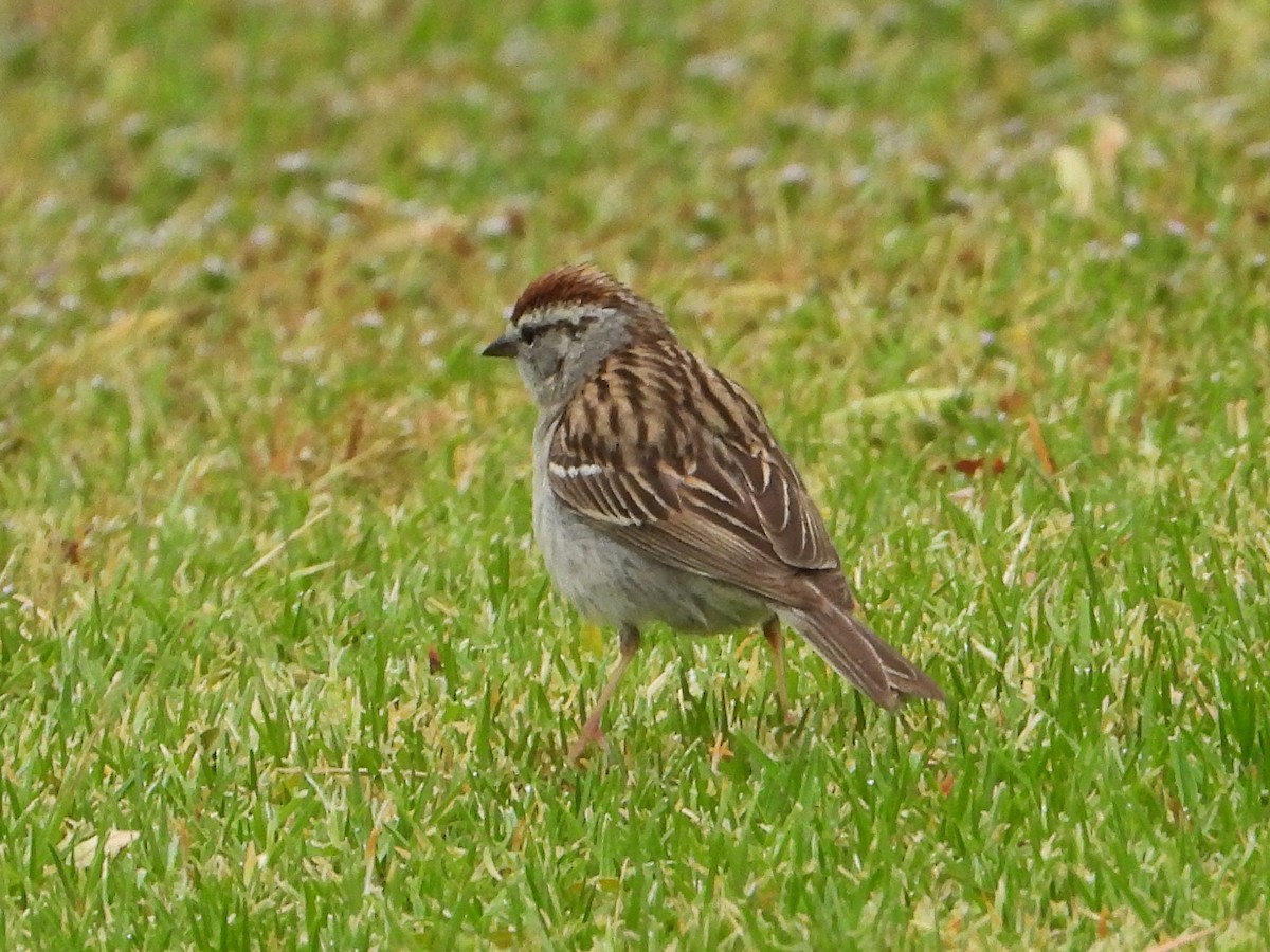 Chipping Sparrow - ML619738271