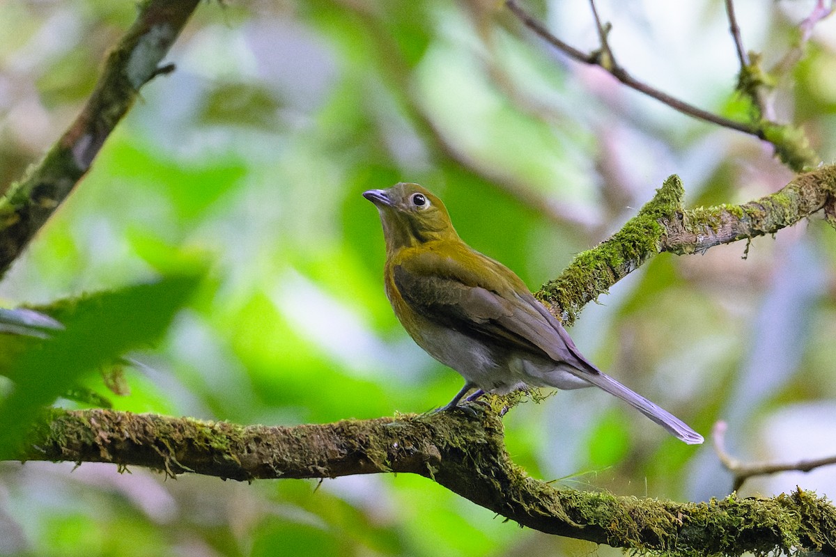 Cotinga à queue grise - ML619738299