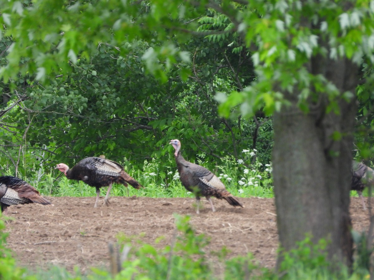 Wild Turkey - ML619738362