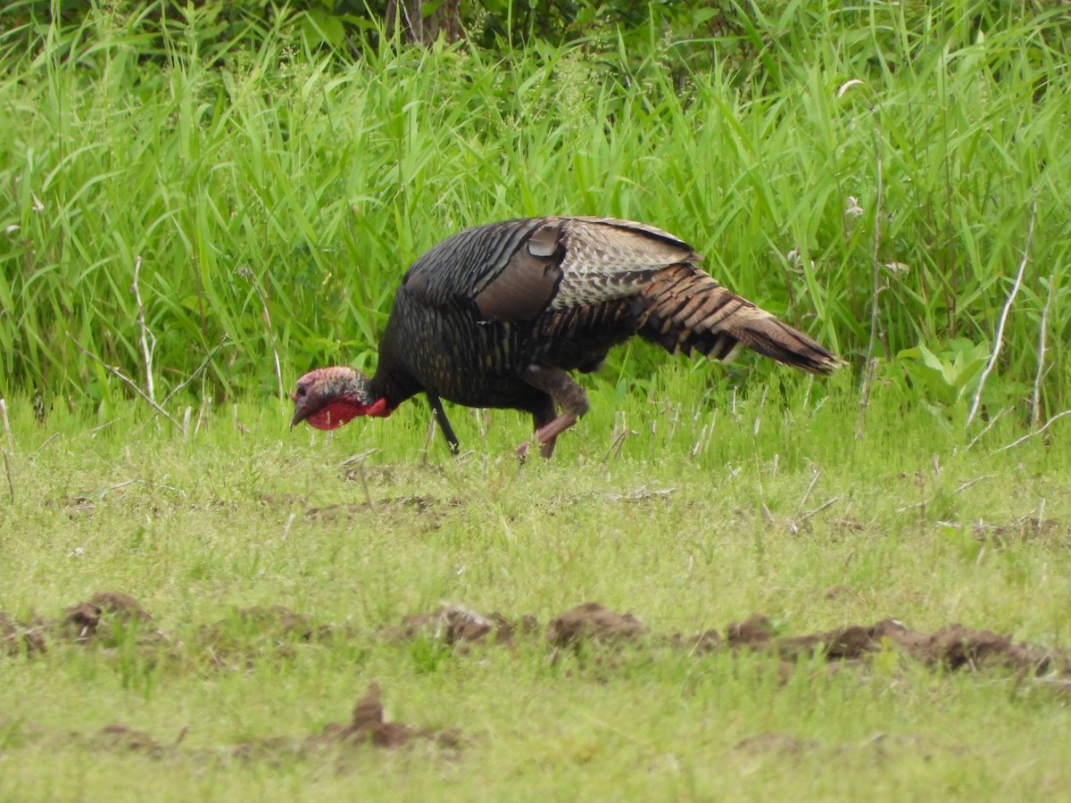 Wild Turkey - ML619738363