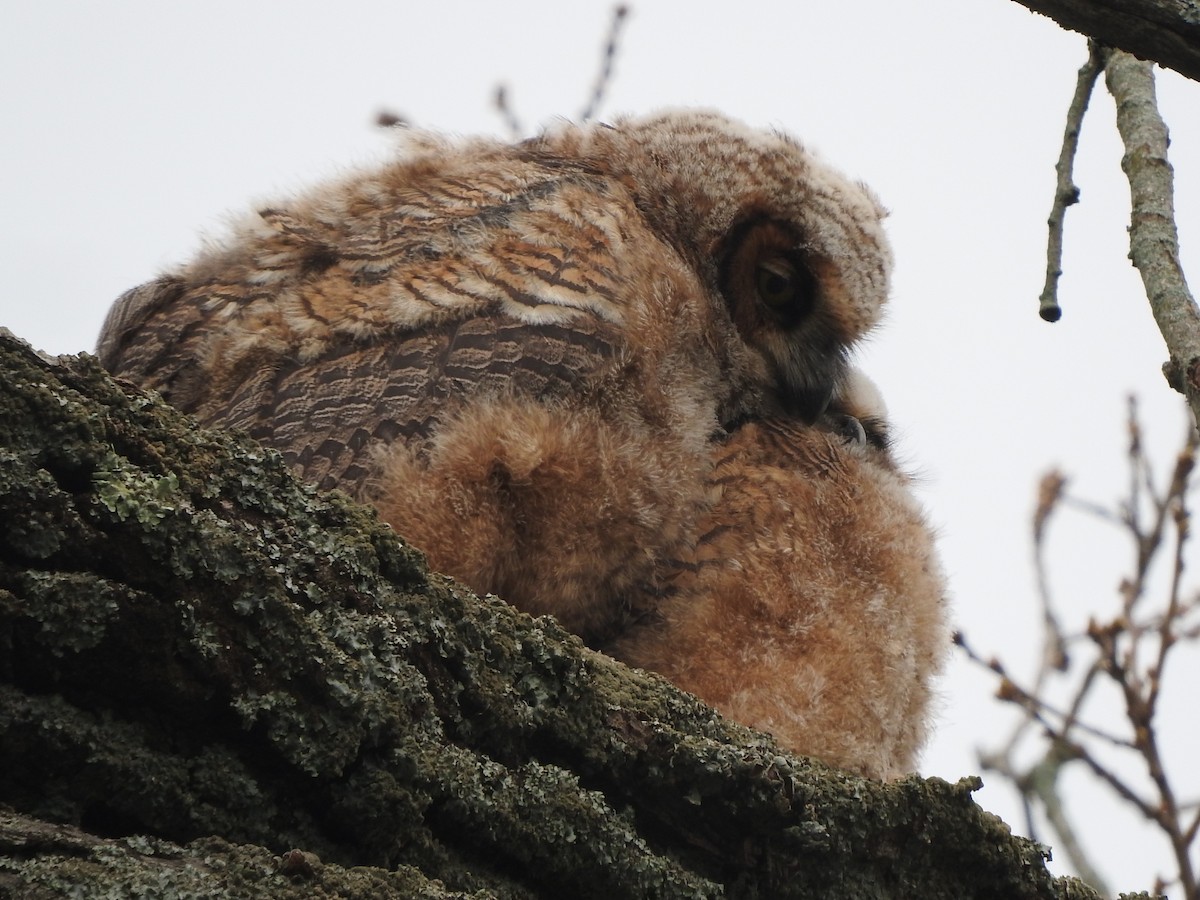 Great Horned Owl - ML619738366