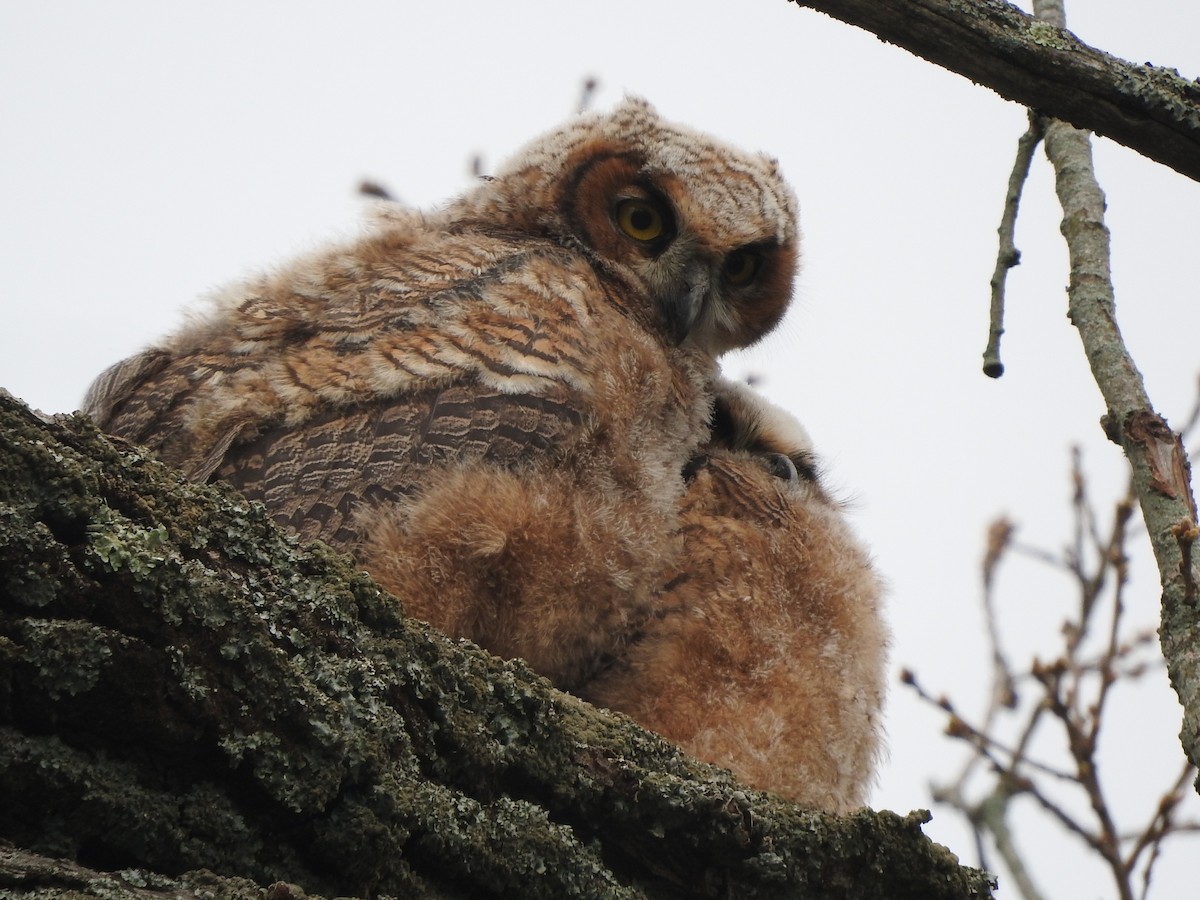 Great Horned Owl - ML619738367