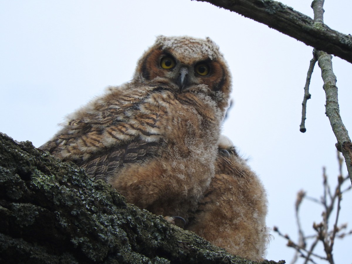 Great Horned Owl - ML619738368