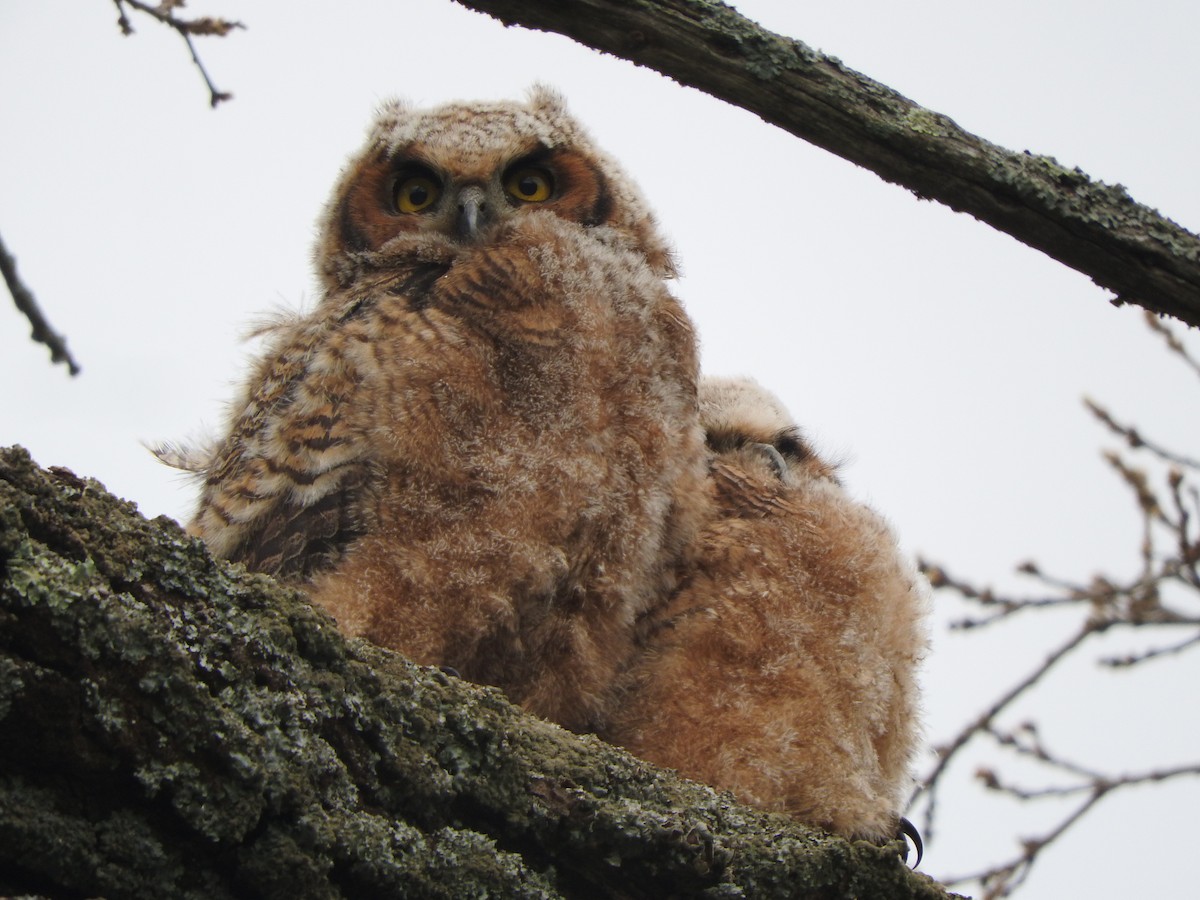 Great Horned Owl - ML619738369