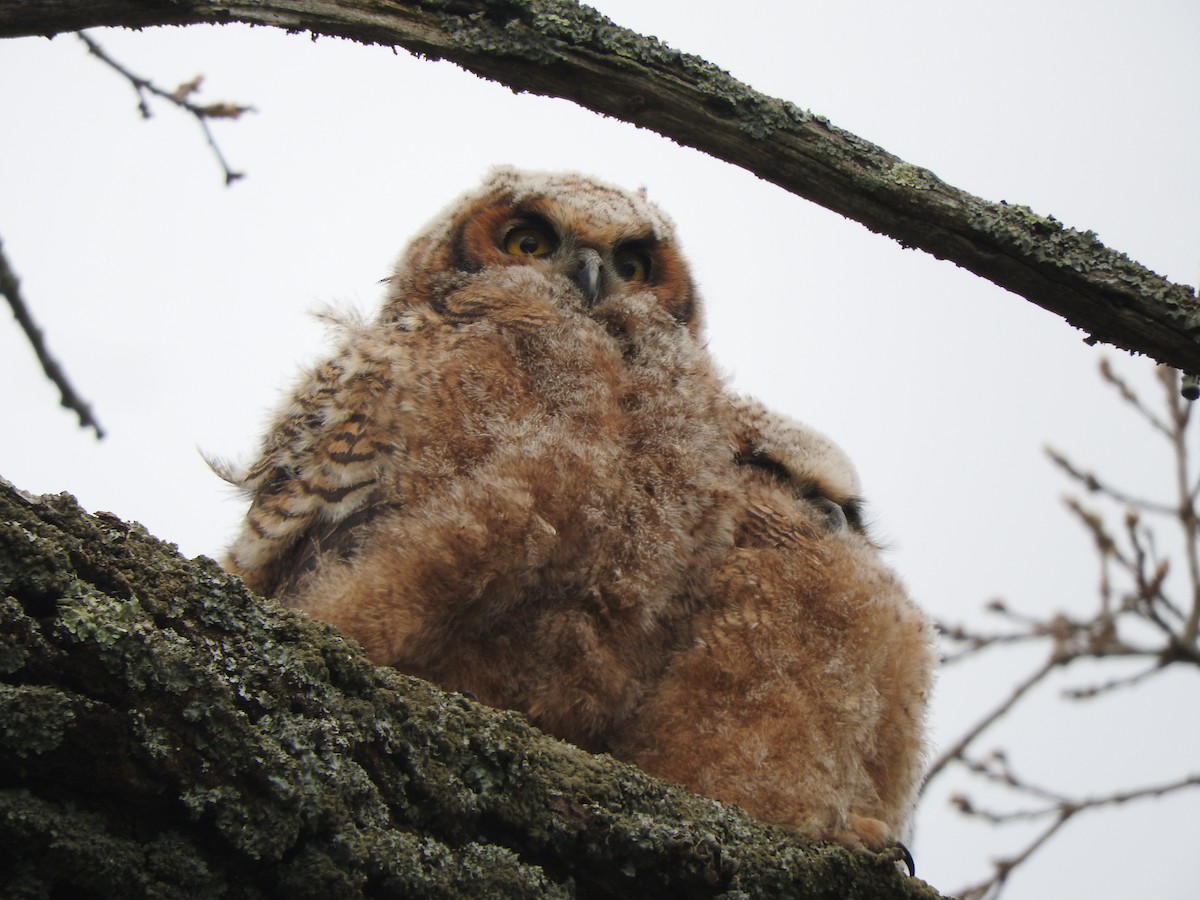 Great Horned Owl - ML619738370