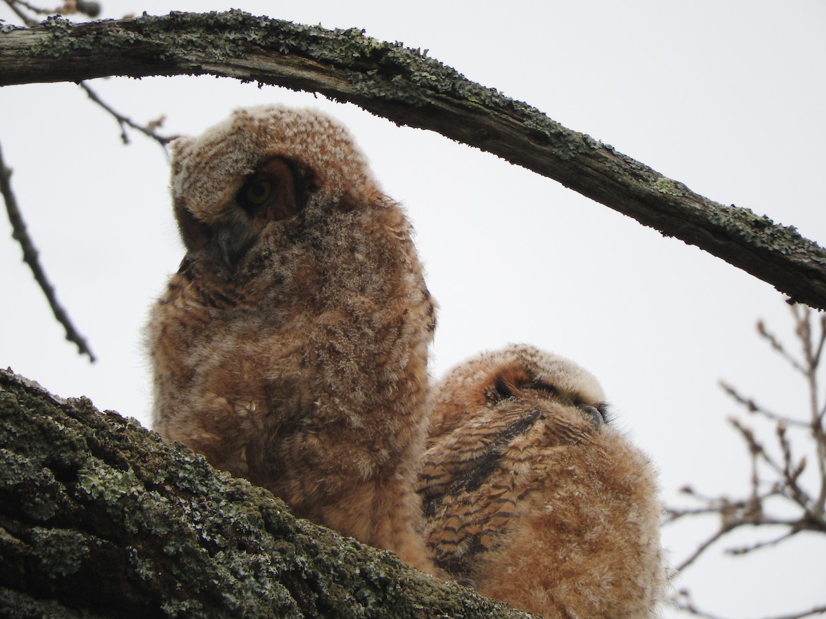 Great Horned Owl - ML619738371