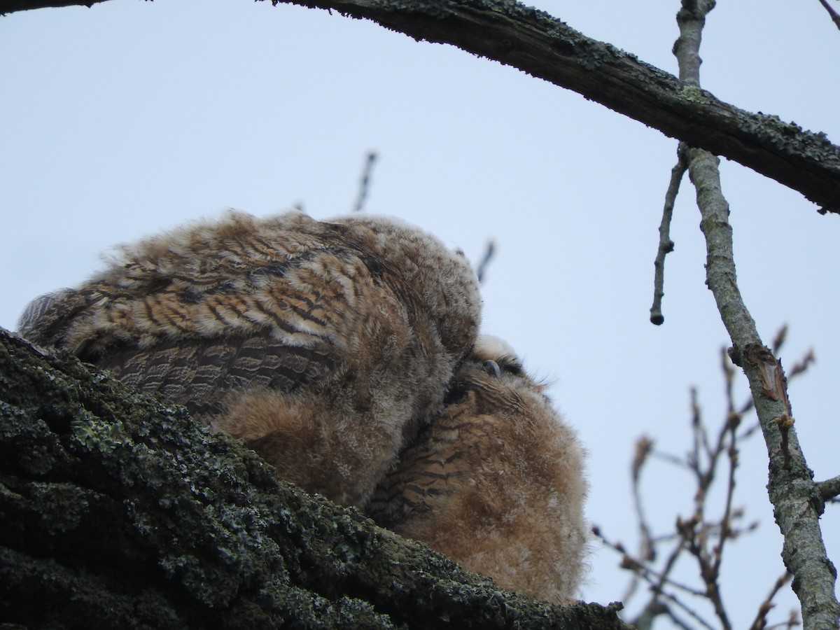 Great Horned Owl - ML619738372