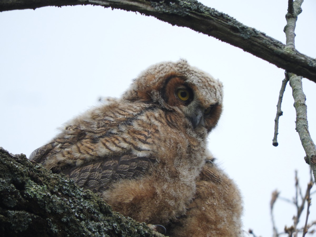 Great Horned Owl - ML619738373