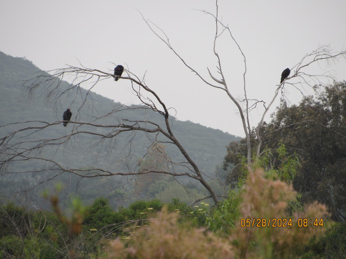 Turkey Vulture - ML619738375