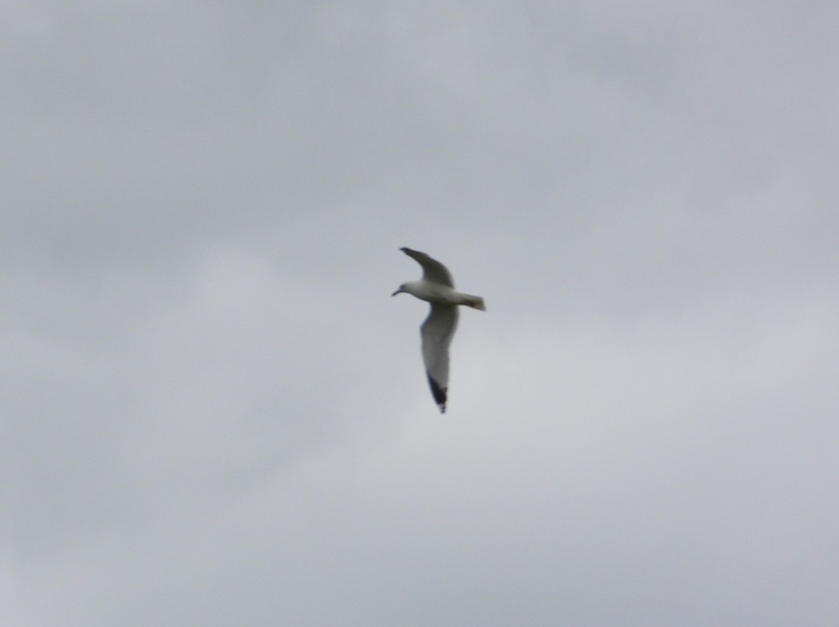 Ring-billed Gull - ML619738388