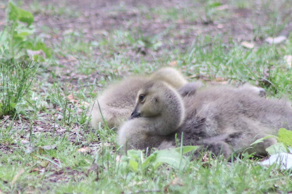 Canada Goose - ML619738397