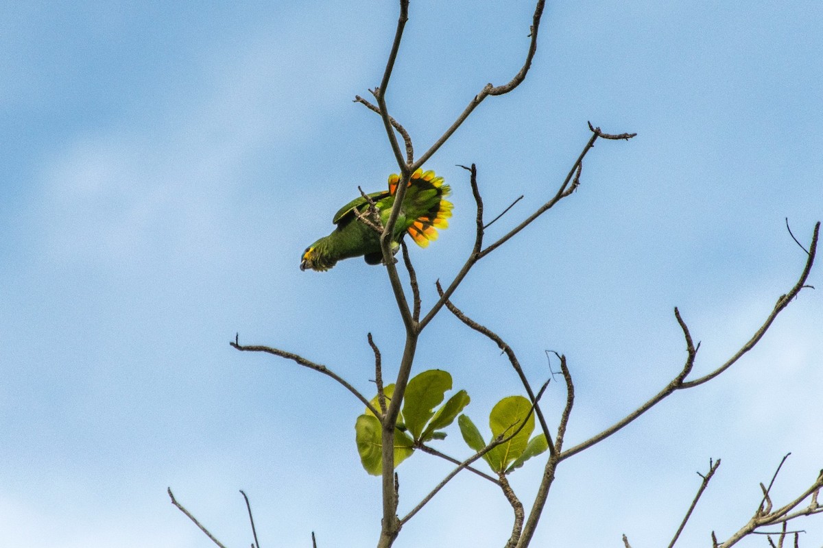 Orange-winged Parrot - ML619738403