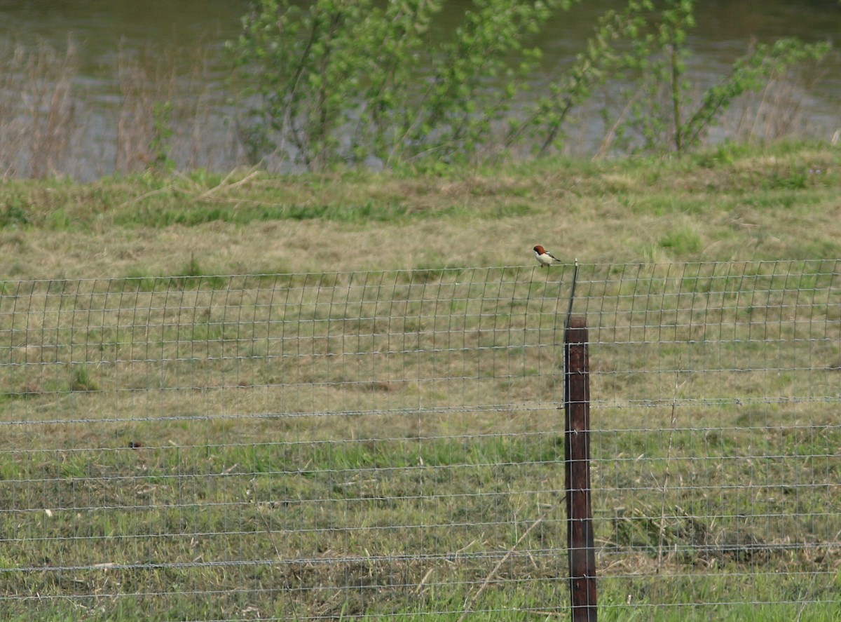 Woodchat Shrike - ML619738410