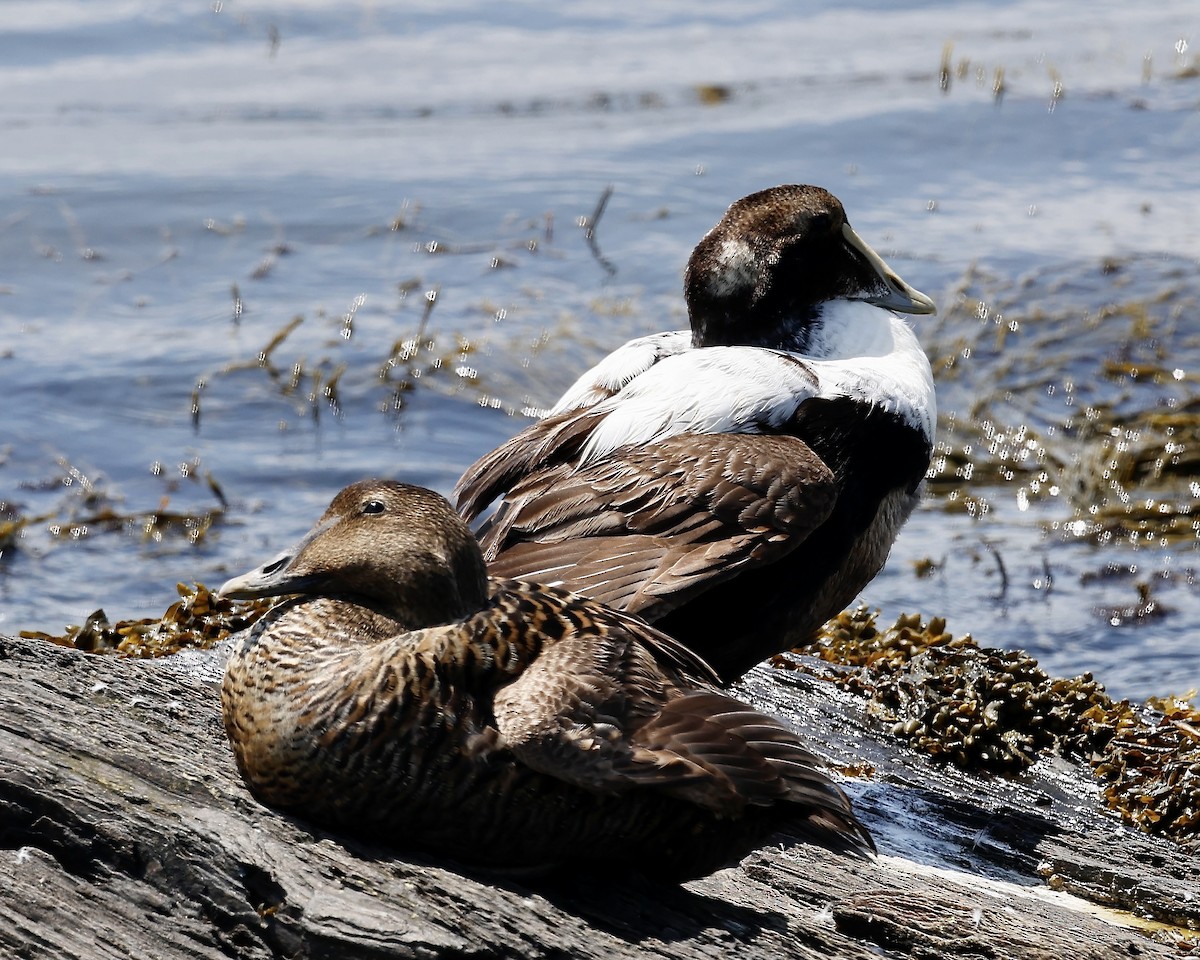 Eider arrunta - ML619738424