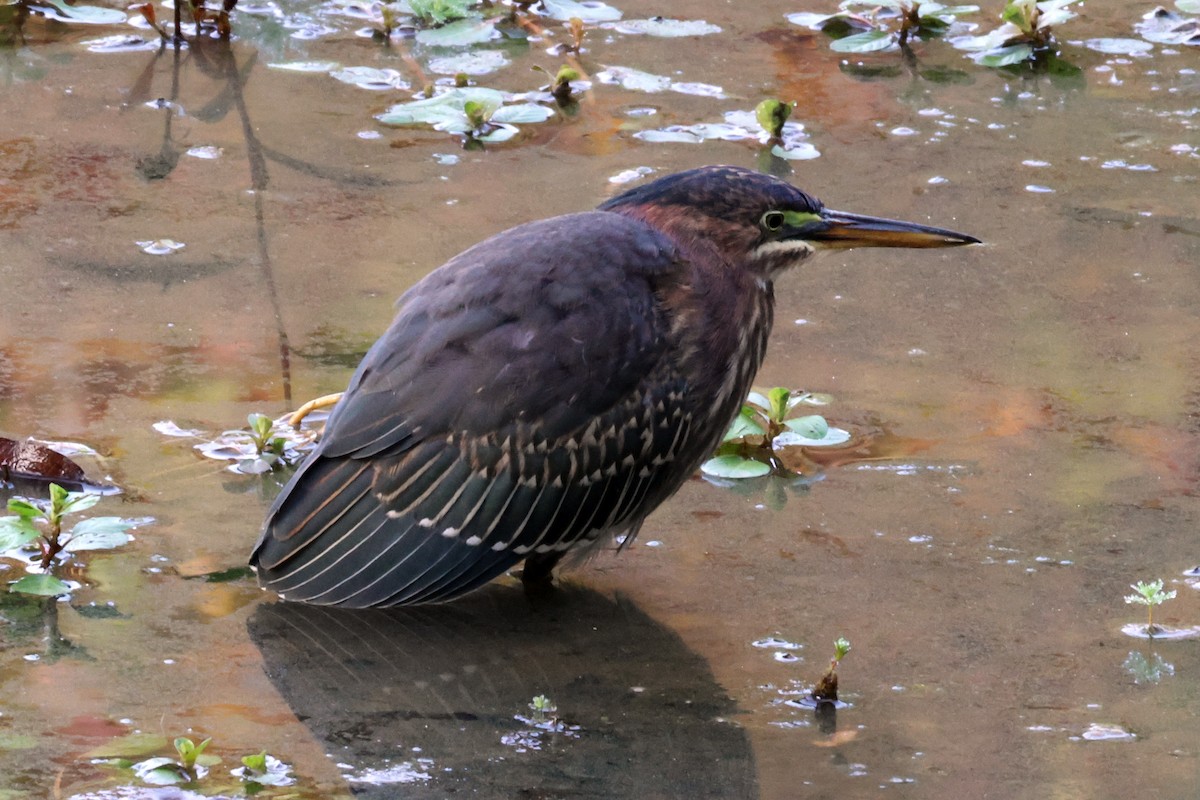 Green Heron - ML619738433