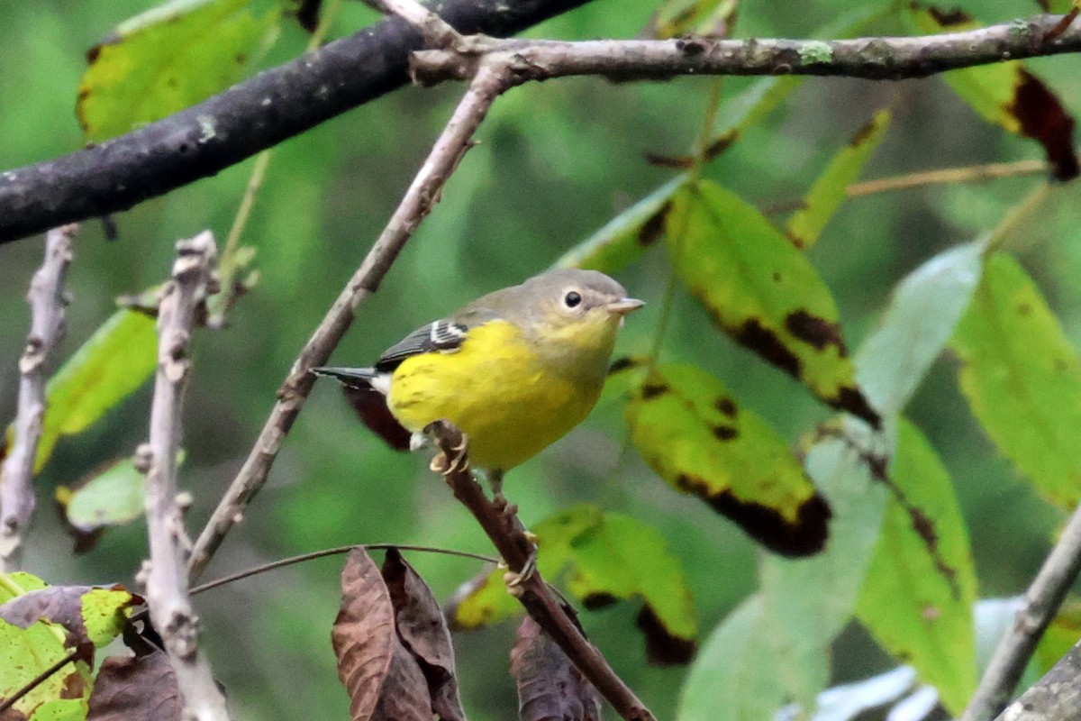 Magnolia Warbler - ML619738461