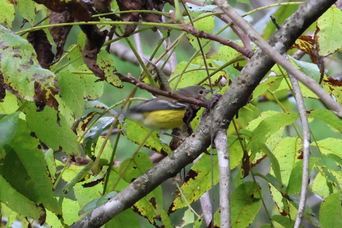 Magnolia Warbler - Vern Bothwell