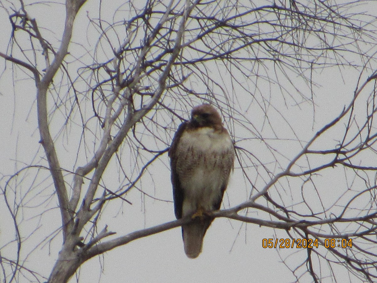 Red-tailed Hawk - ML619738465