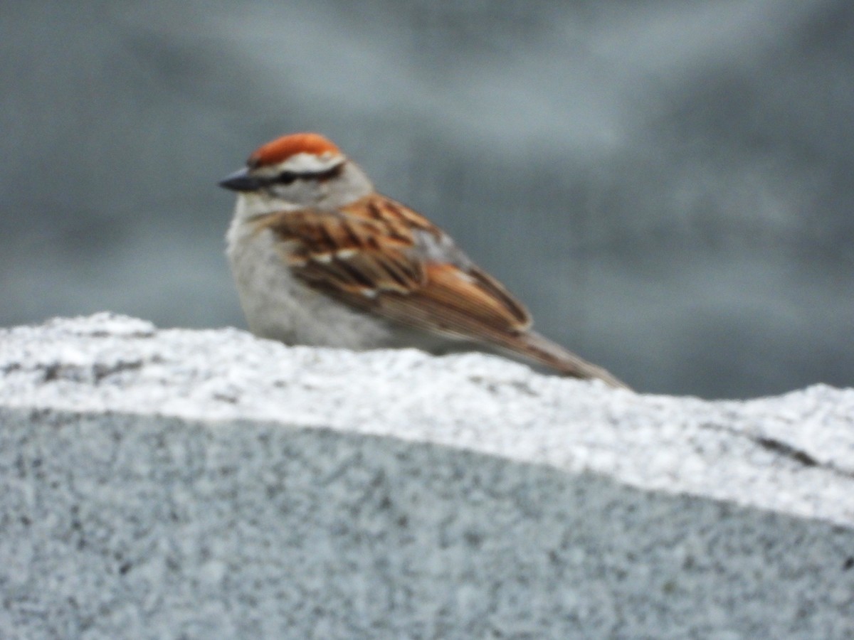 Chipping Sparrow - ML619738467