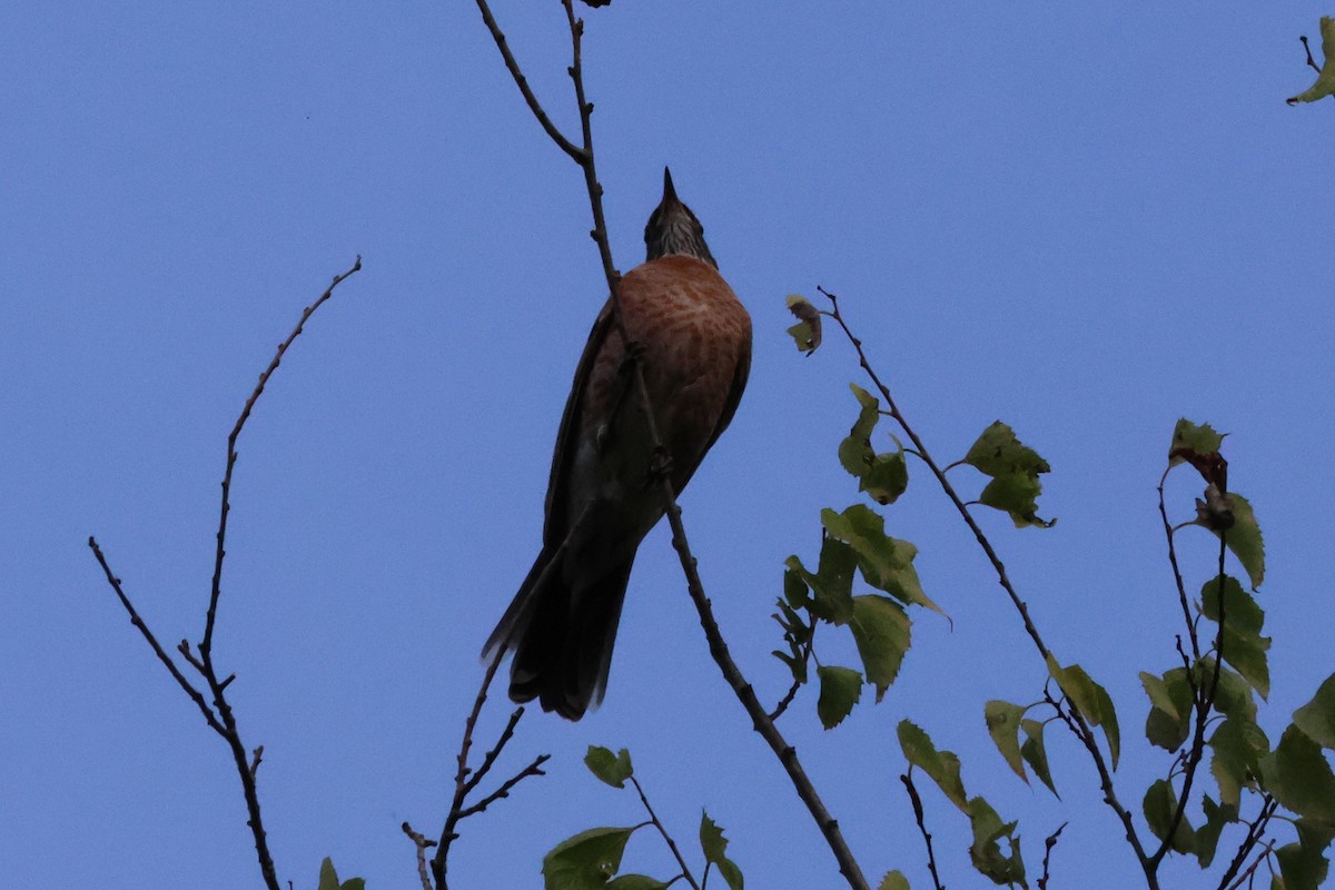 American Robin - ML619738474