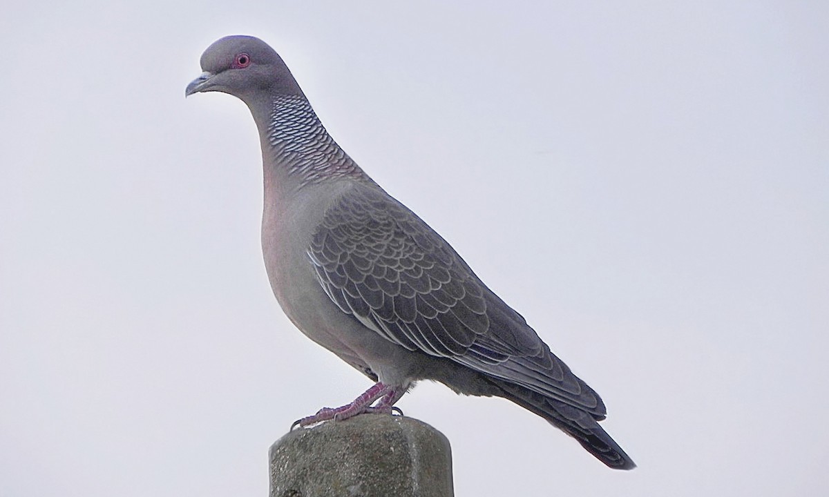Picazuro Pigeon - ML619738487