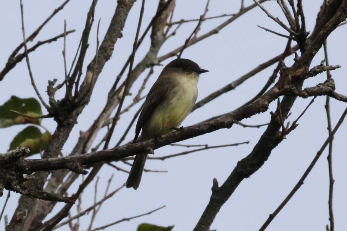 Eastern Phoebe - ML619738509