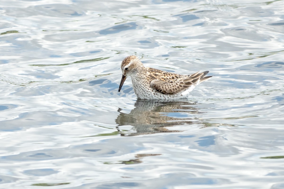 White-rumped Sandpiper - ML619738527