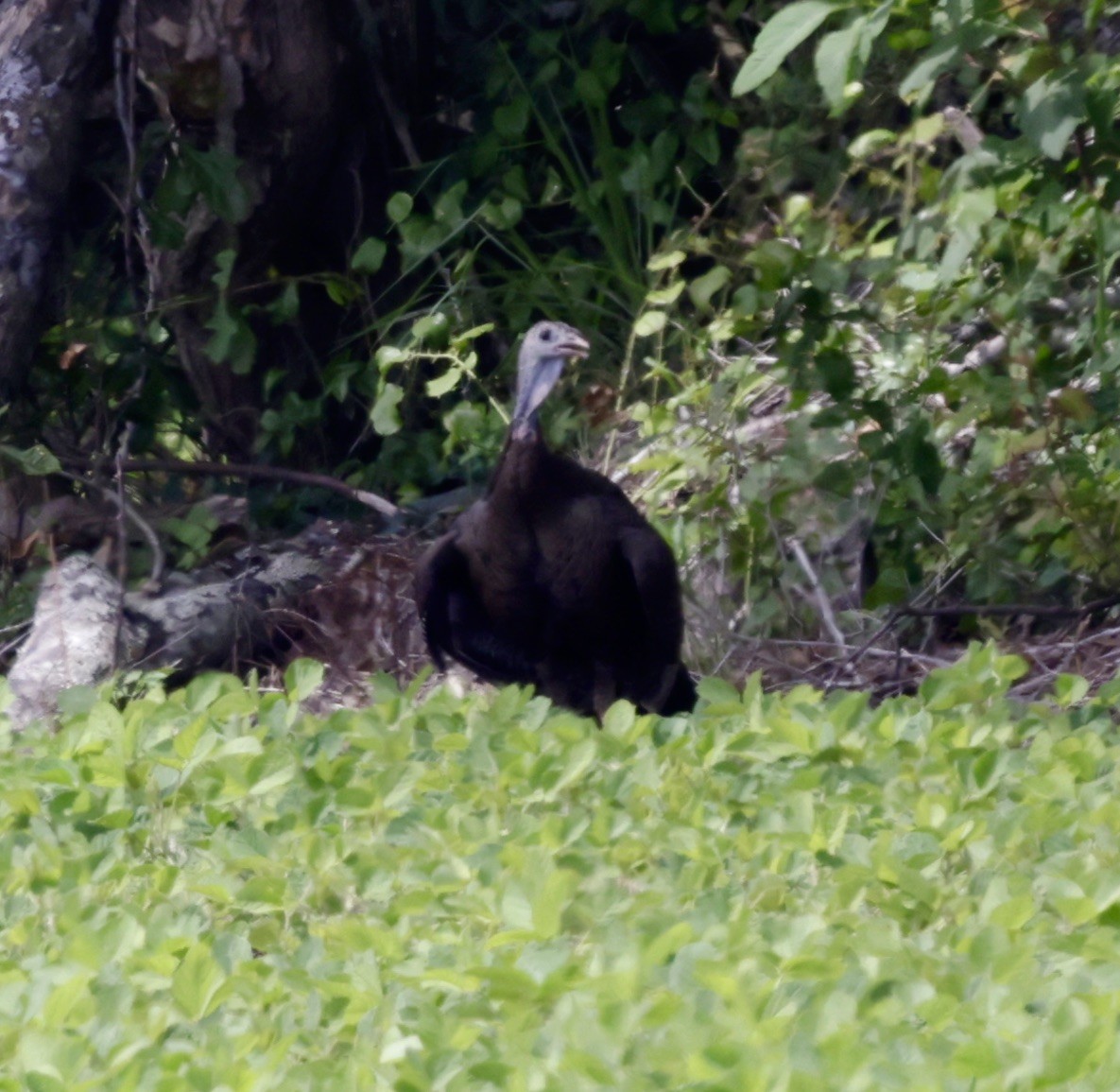 Guajolote Gallipavo - ML619738534