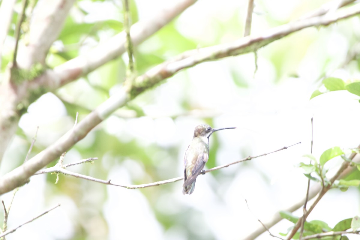 Long-billed Starthroat - ML619738535