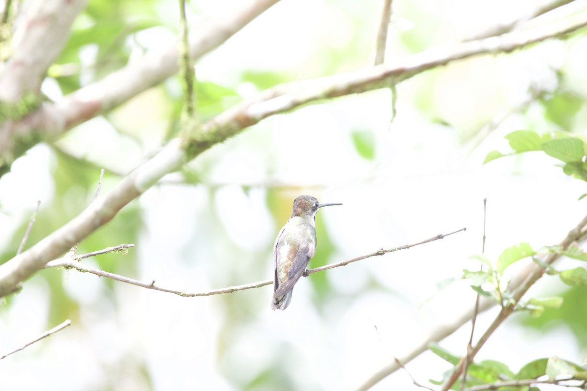 Long-billed Starthroat - ML619738536