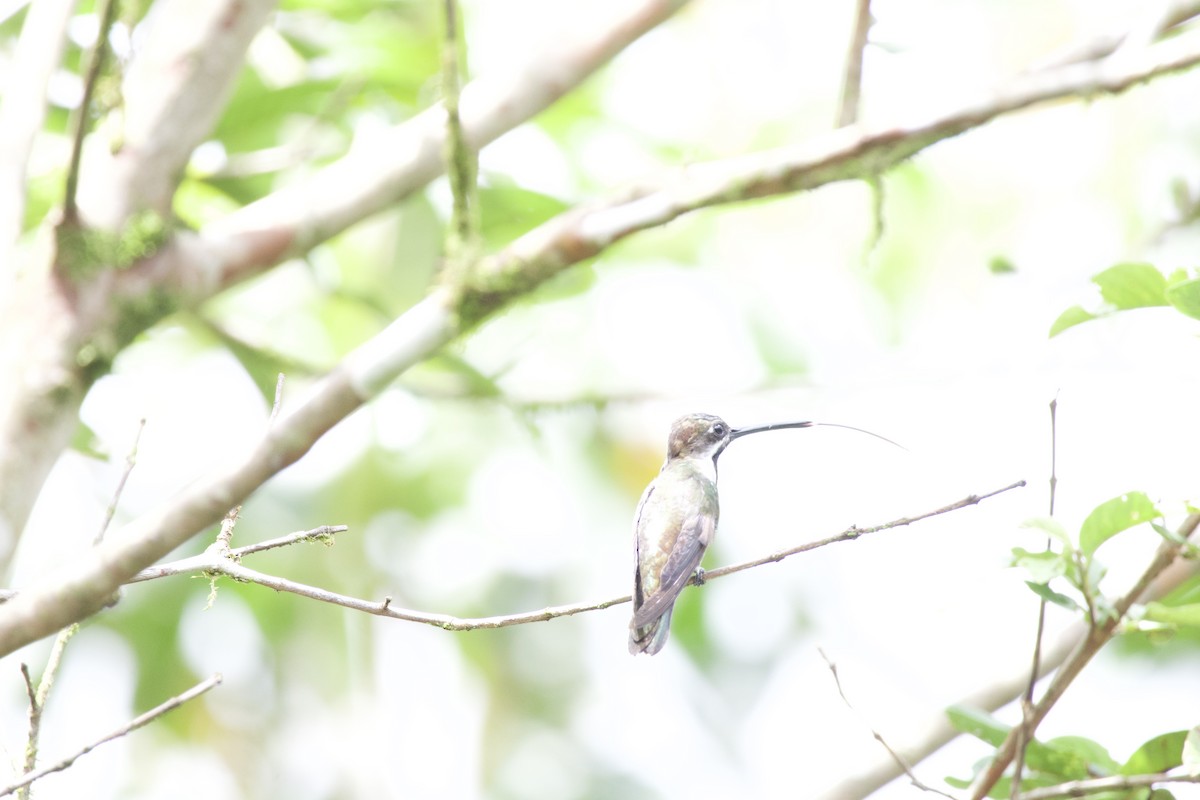 Long-billed Starthroat - ML619738537