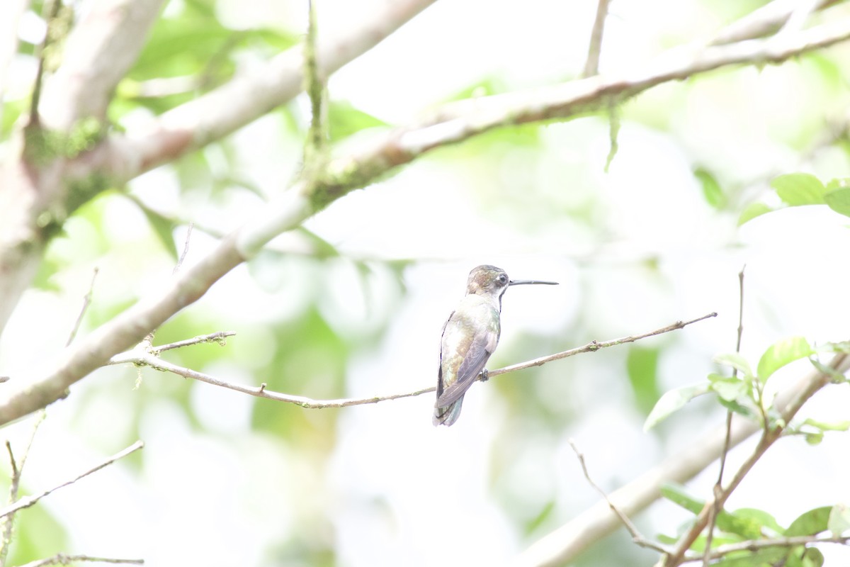 Long-billed Starthroat - ML619738538