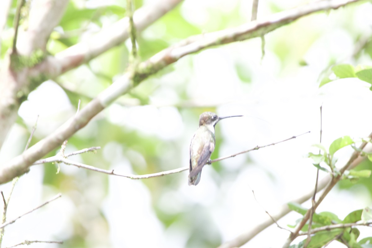 Long-billed Starthroat - ML619738539