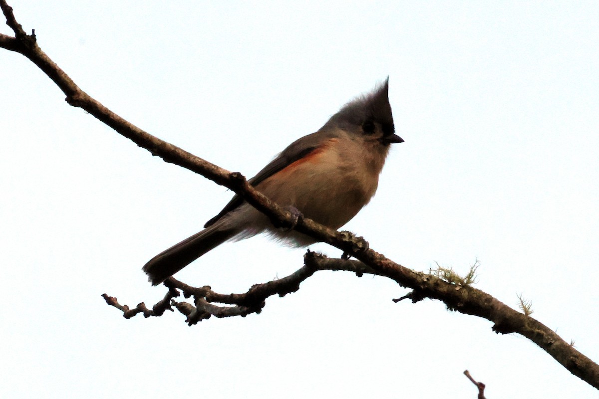 Tufted Titmouse - ML619738540