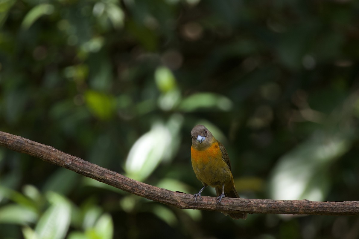 Scarlet-rumped Tanager - ML619738552