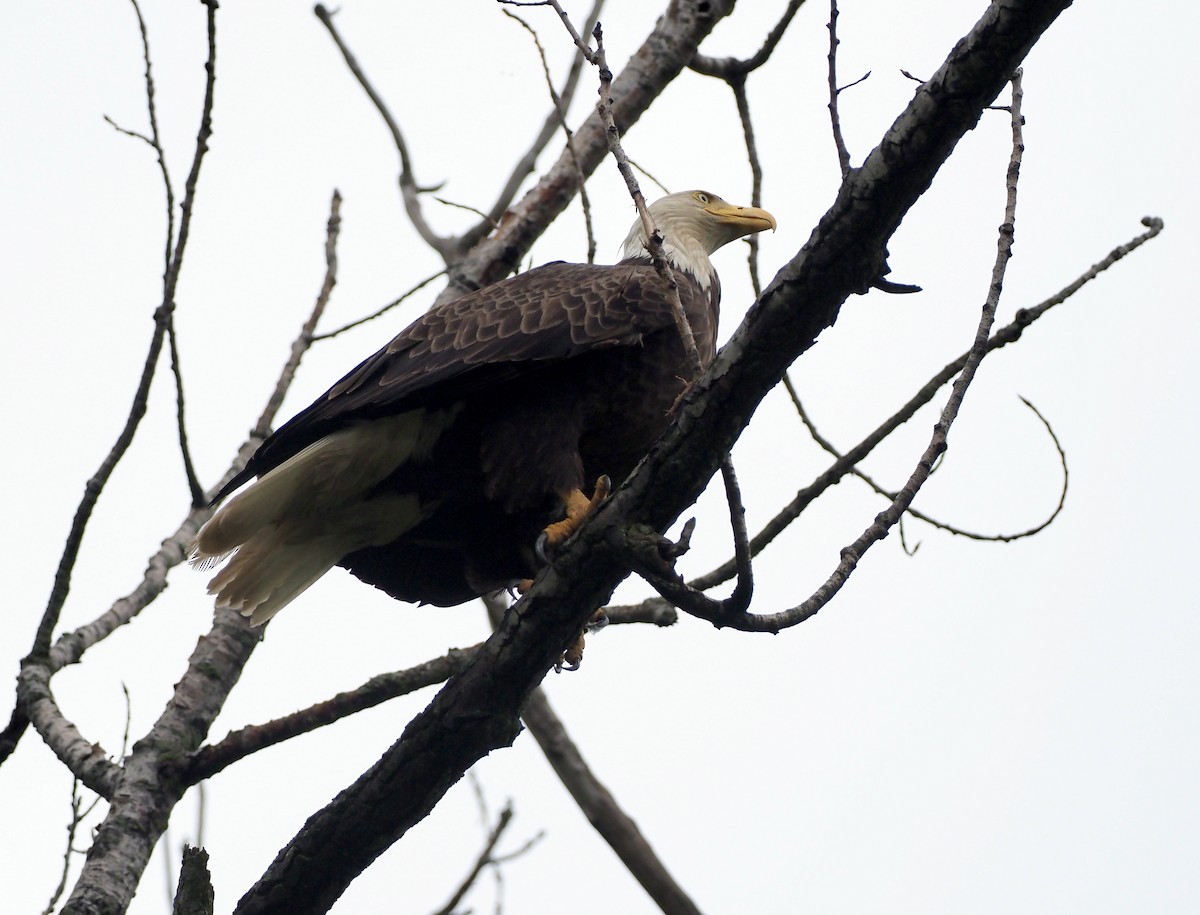 Bald Eagle - ML619738558