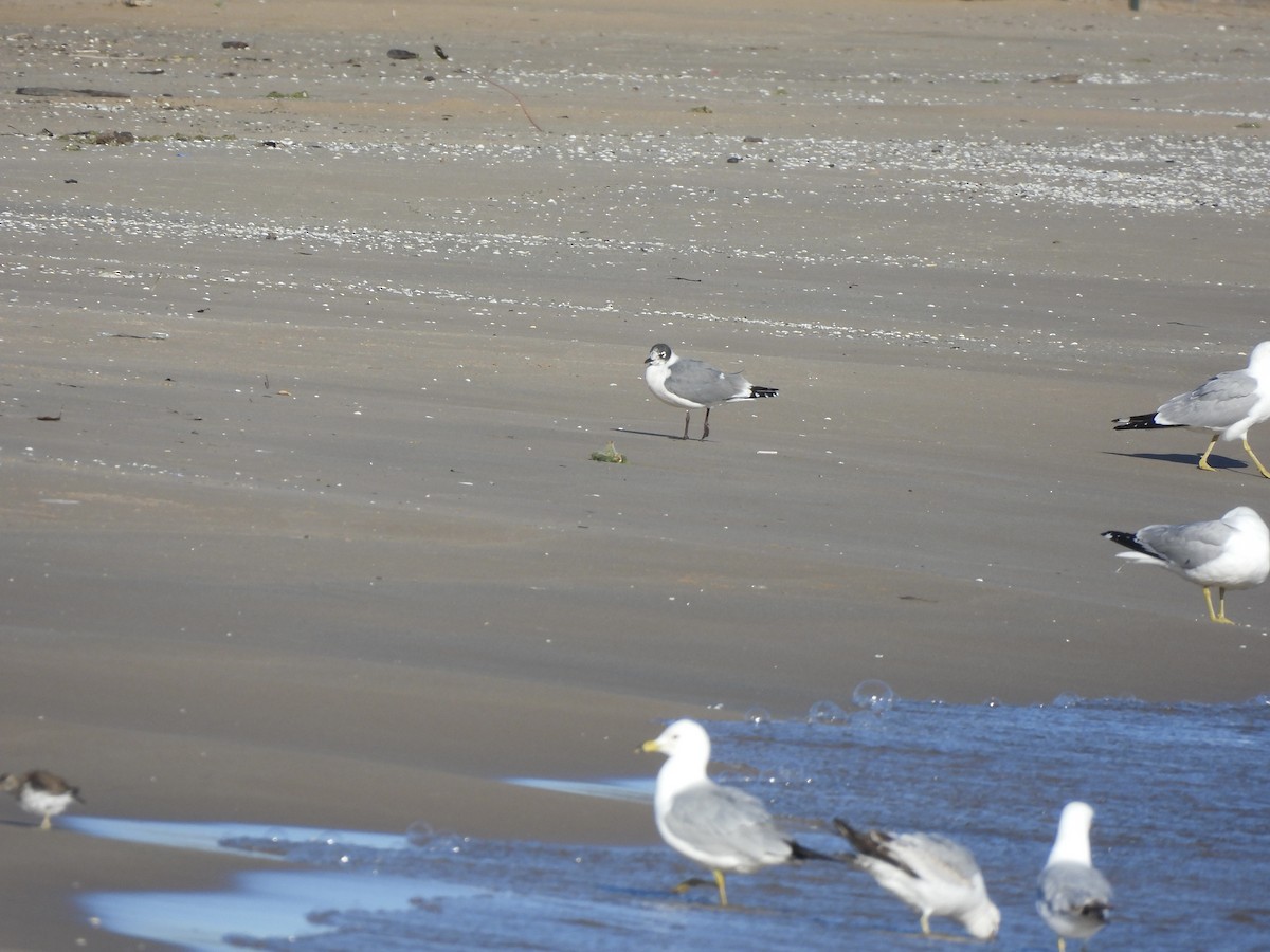 Franklin's Gull - ML619738559