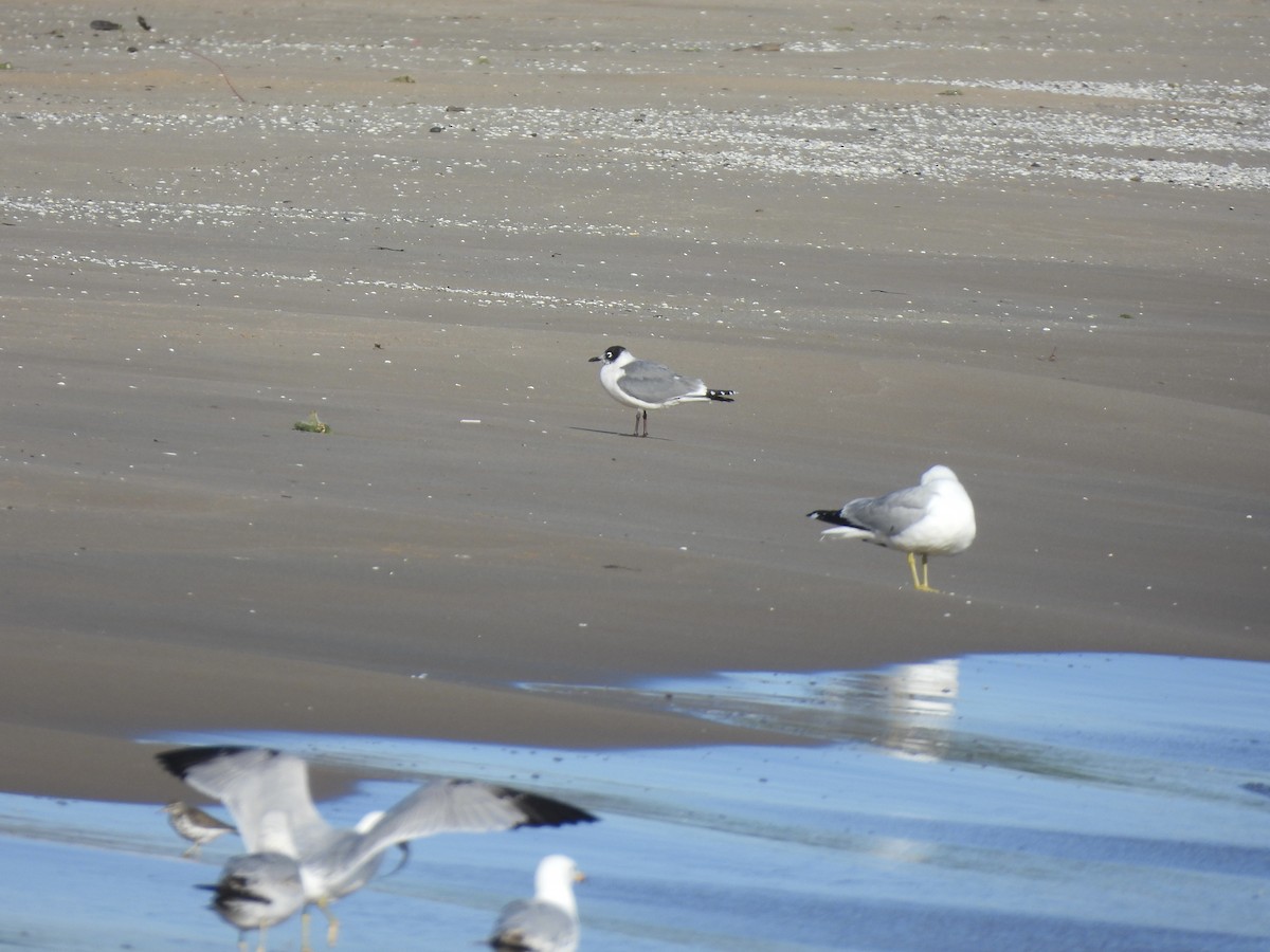 Franklin's Gull - ML619738560