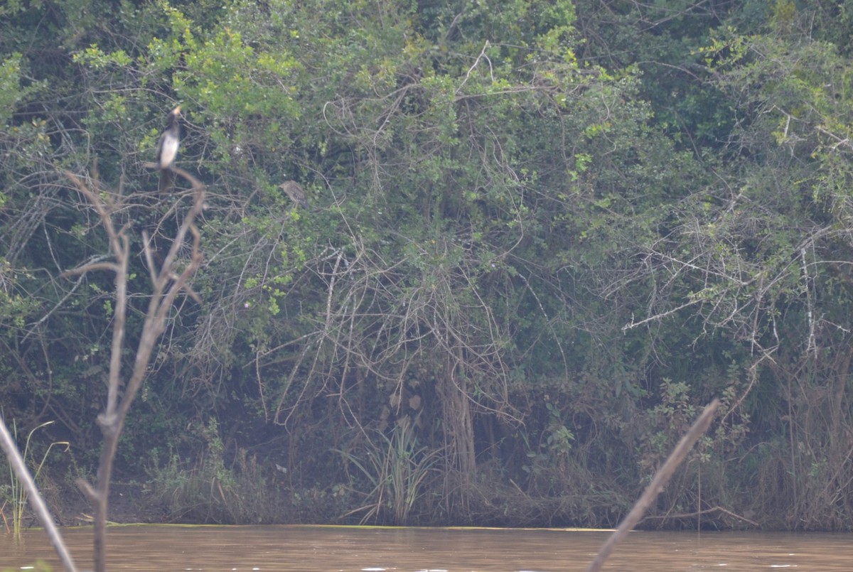 Long-tailed Cormorant - ML619738567